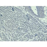 Immunohistochemistry - Anti-Nkx2.5 Antibody (A83026) - Antibodies.com