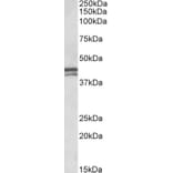 Western Blot - Anti-Apolipoprotein L1/APOL1 Antibody (A83027) - Antibodies.com