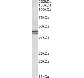 Western Blot - Anti-APOL1 Antibody (A83027) - Antibodies.com