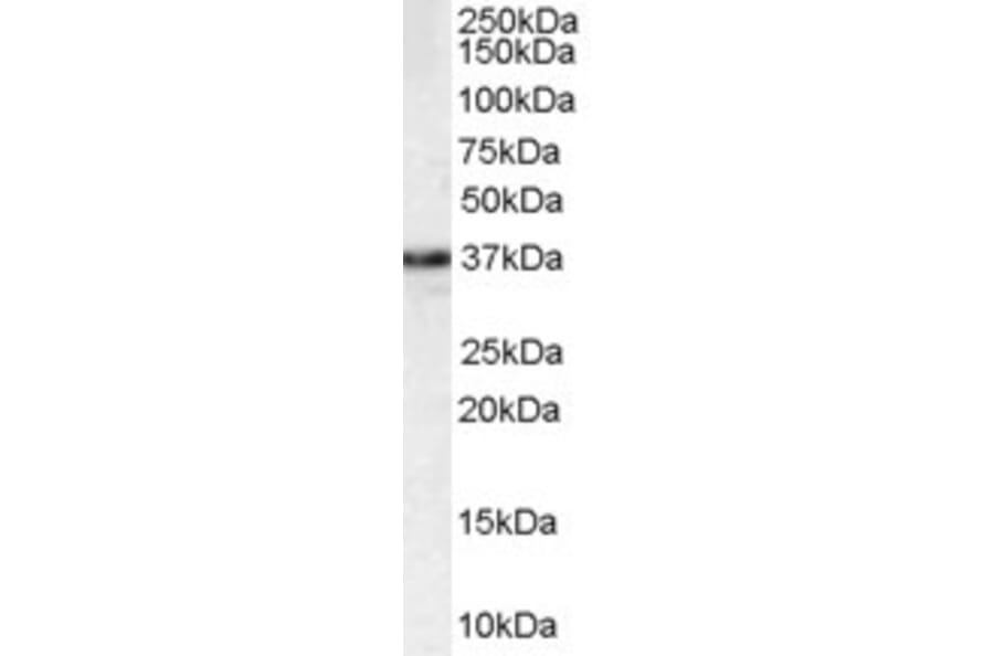 Western Blot - Anti-MPG/AAG Antibody (A83030) - Antibodies.com