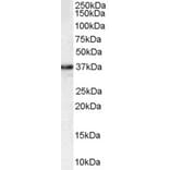 Western Blot - Anti-MPG/AAG Antibody (A83030) - Antibodies.com