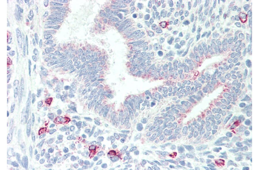 Immunohistochemistry - Anti-MPG/AAG Antibody (A83030) - Antibodies.com