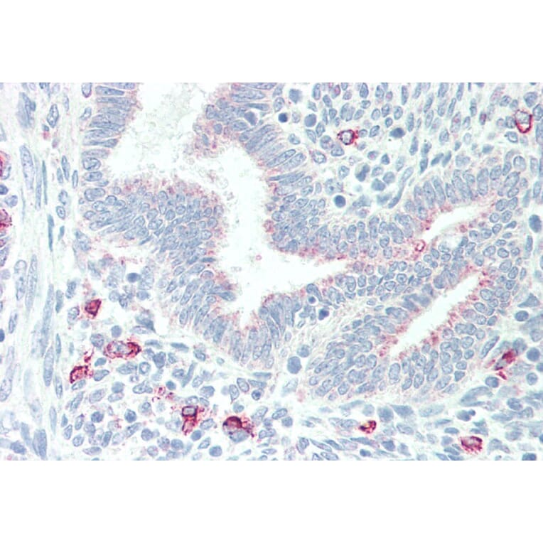 Immunohistochemistry - Anti-MPG/AAG Antibody (A83030) - Antibodies.com