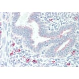Immunohistochemistry - Anti-MPG/AAG Antibody (A83030) - Antibodies.com