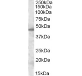 Western Blot - Anti-SEPT7 Antibody (A83031) - Antibodies.com