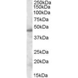 Western Blot - Anti-SEPT7 Antibody (A83031) - Antibodies.com