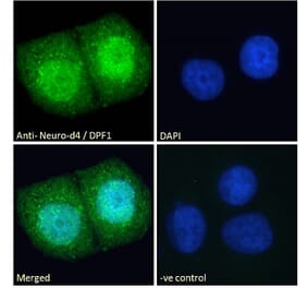 Immunofluorescence - Anti-Neuro D4 Antibody (A83032) - Antibodies.com