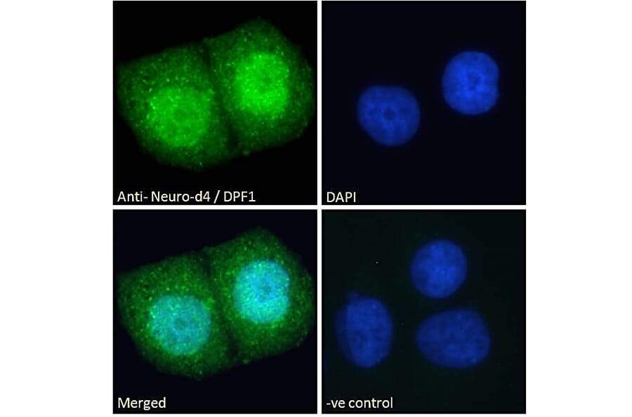 Immunofluorescence - Anti-Neuro D4 Antibody (A83032) - Antibodies.com