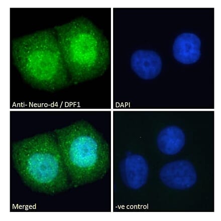 Immunofluorescence - Anti-Neuro D4 Antibody (A83032) - Antibodies.com