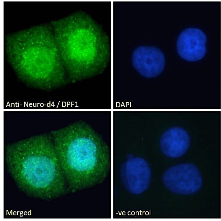Immunofluorescence - Anti-Neuro D4 Antibody (A83032) - Antibodies.com