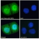 Immunofluorescence - Anti-Neuro D4 Antibody (A83032) - Antibodies.com