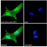 Immunofluorescence - Anti-Neuro D4 Antibody (A83032) - Antibodies.com