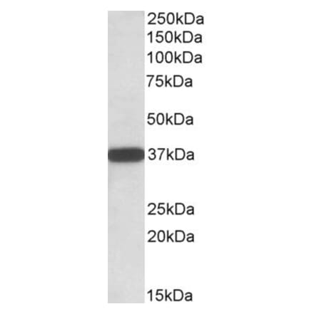 Western Blot - Anti-CYB5R3 Antibody (A83035) - Antibodies.com