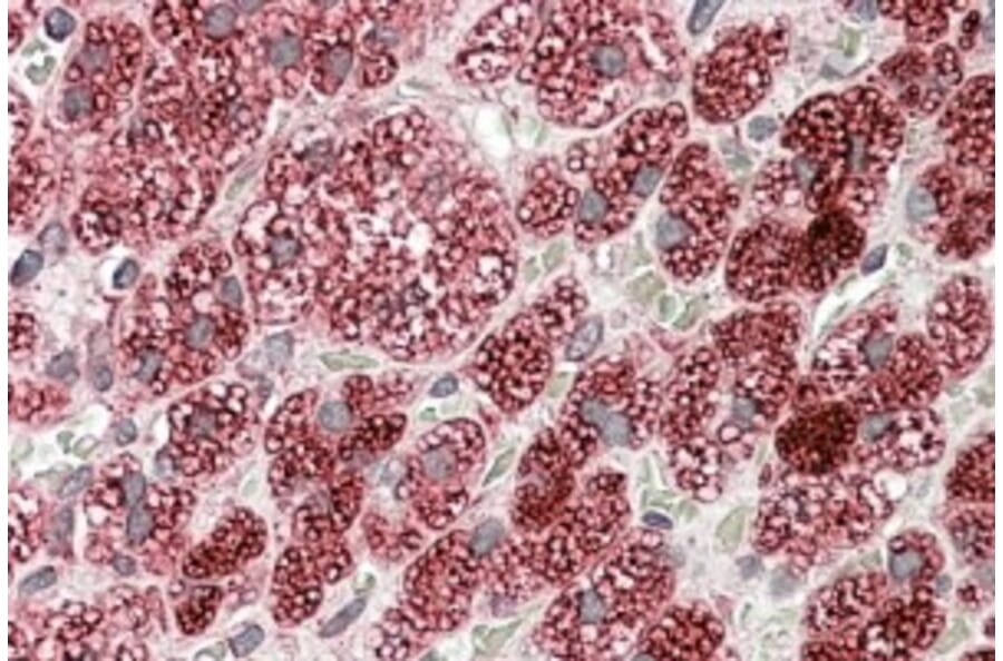 Immunohistochemistry - Anti-CYB5R3 Antibody (A83035) - Antibodies.com