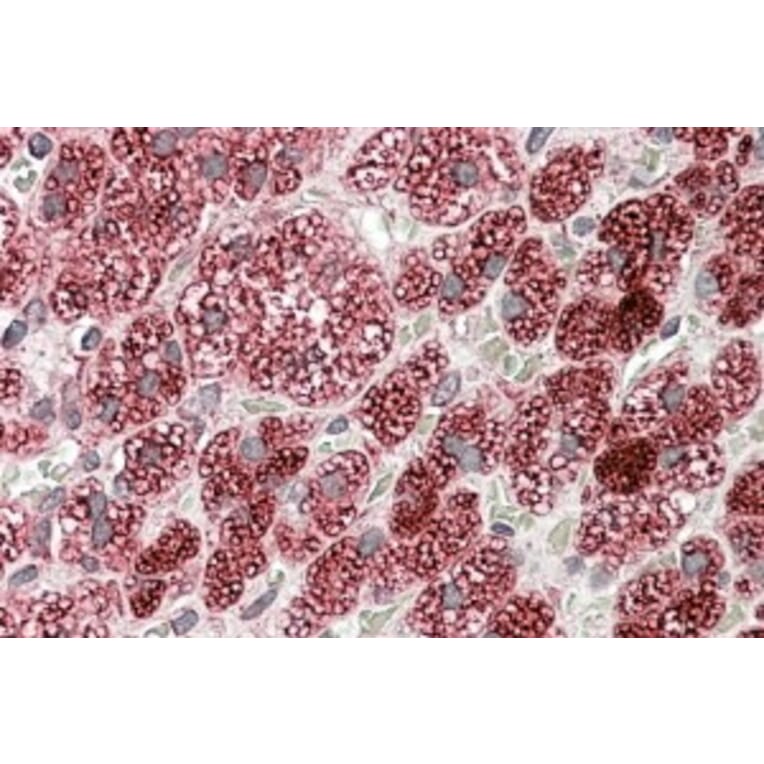 Immunohistochemistry - Anti-CYB5R3 Antibody (A83035) - Antibodies.com