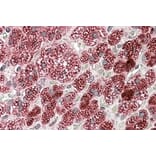 Immunohistochemistry - Anti-CYB5R3 Antibody (A83035) - Antibodies.com