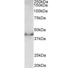 Western Blot - Anti-Doublecortin Antibody (A83041) - Antibodies.com