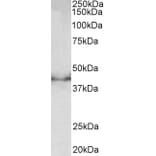 Western Blot - Anti-Doublecortin Antibody (A83041) - Antibodies.com