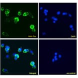 Immunofluorescence - Anti-Doublecortin Antibody (A83041) - Antibodies.com