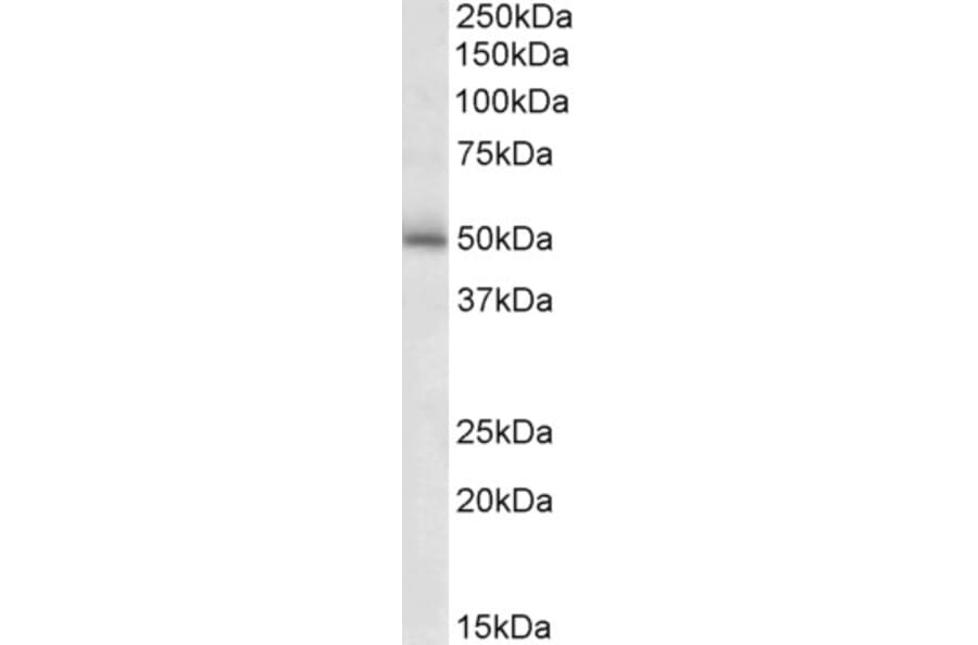 Western Blot - Anti-GABRG2 Antibody (A83042) - Antibodies.com