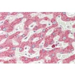 Immunohistochemistry - Anti-VEGFA Antibody (A83043) - Antibodies.com