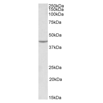 Western Blot - Anti-VEGFA Antibody (A83043)