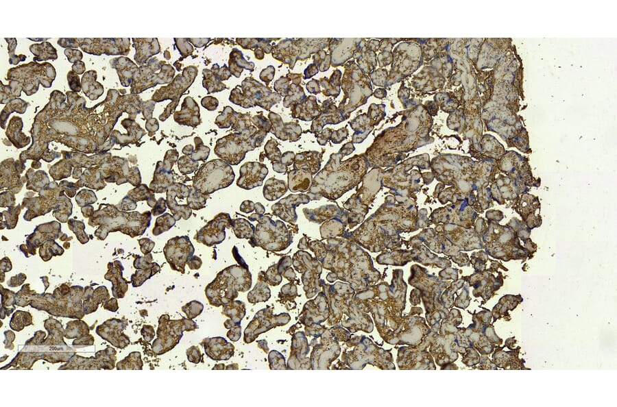 Immunohistochemistry - Anti-DC-SIGN Antibody (A83044) - Antibodies.com