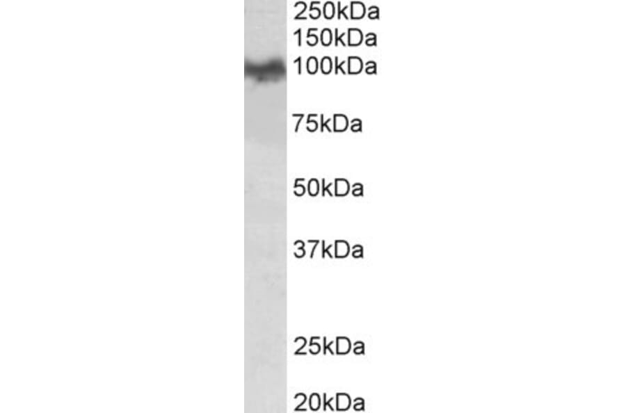 Western Blot - Anti-Amyloid beta Precursor Protein Antibody (A83045) - Antibodies.com