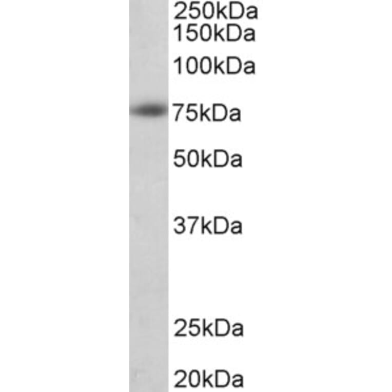 Western Blot - Anti-Amyloid beta Precursor Protein Antibody (A83047) - Antibodies.com