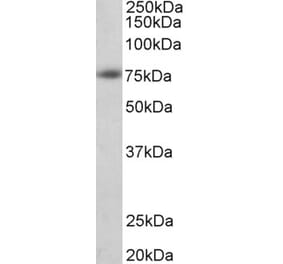 Western Blot - Anti-APP Antibody (A83047) - Antibodies.com