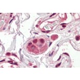 Immunohistochemistry - Anti-Amino-Terminal Enhancer of Split/AES Antibody (A83048) - Antibodies.com