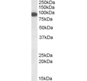 Western Blot - Anti-ERC1 Antibody (A83049) - Antibodies.com