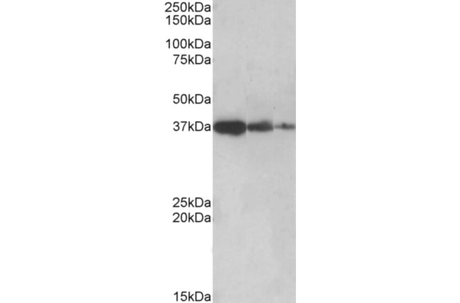 Western Blot - Anti-PPP2R4 Antibody (A83050) - Antibodies.com
