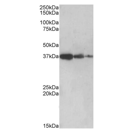 Western Blot - Anti-PPP2R4 Antibody (A83050) - Antibodies.com