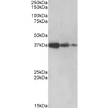 Western Blot - Anti-PPP2R4 Antibody (A83050) - Antibodies.com