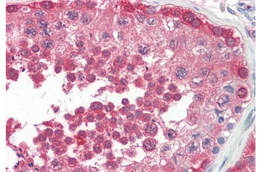 Immunohistochemistry - Anti-PPP2R4 Antibody (A83050) - Antibodies.com