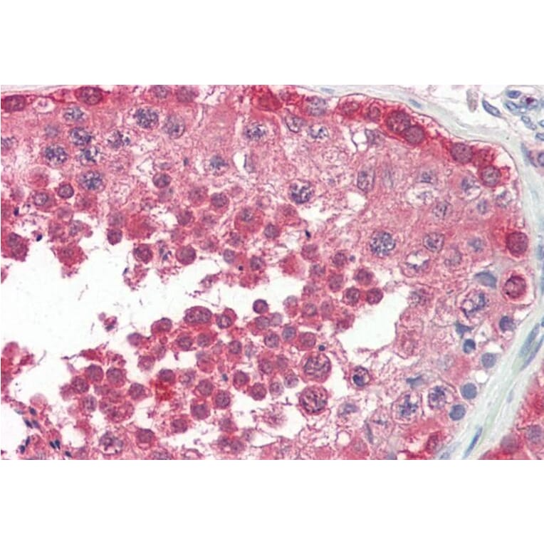 Immunohistochemistry - Anti-PPP2R4 Antibody (A83050) - Antibodies.com