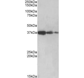 Western Blot - Anti-PPP2R4 Antibody (A83050) - Antibodies.com