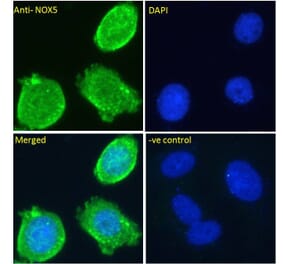 Immunofluorescence - Anti-NOX5 Antibody (A83059) - Antibodies.com