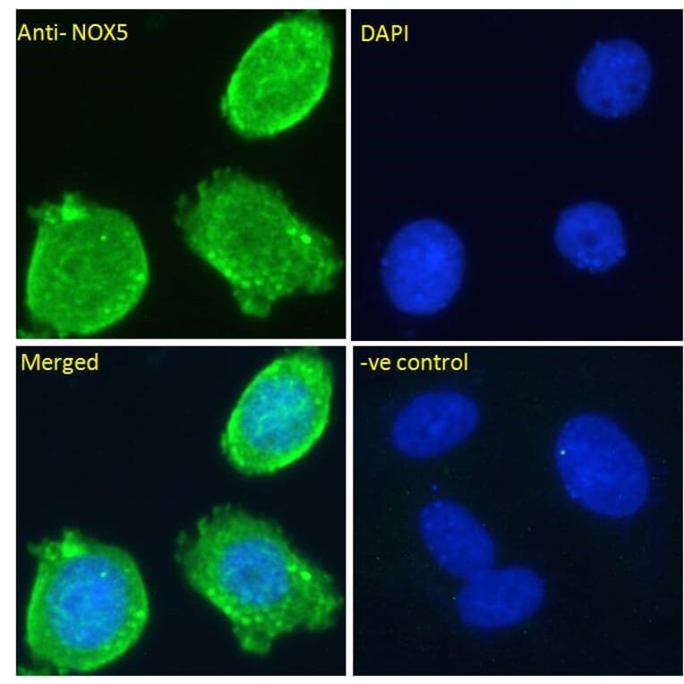 Immunofluorescence - Anti-NOX5 Antibody (A83059) - Antibodies.com