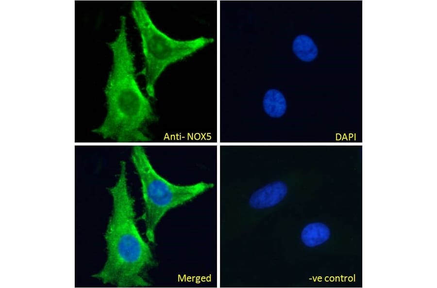 Immunofluorescence - Anti-NOX5 Antibody (A83059) - Antibodies.com