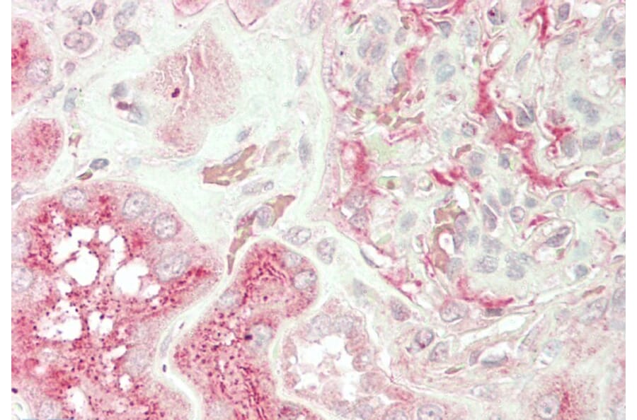 Immunohistochemistry - Anti-UNC13B Antibody (A83060) - Antibodies.com