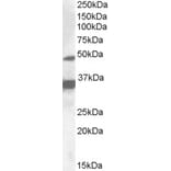 Western Blot - Anti-PXR Antibody (A83061) - Antibodies.com