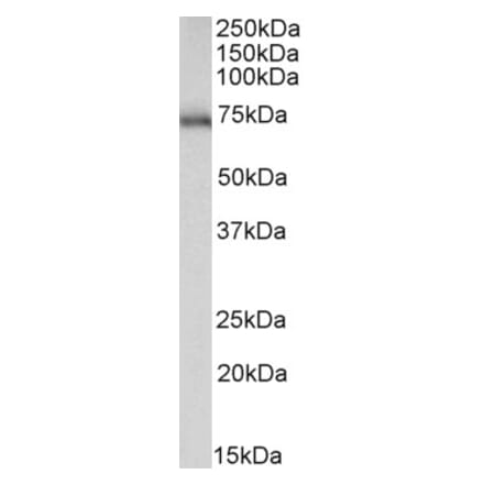 Western Blot - Anti-ASIC1 Antibody (A83063) - Antibodies.com