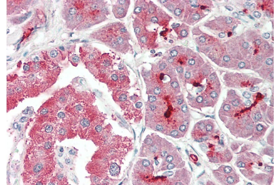 Immunohistochemistry - Anti-ASIC1 Antibody (A83063) - Antibodies.com