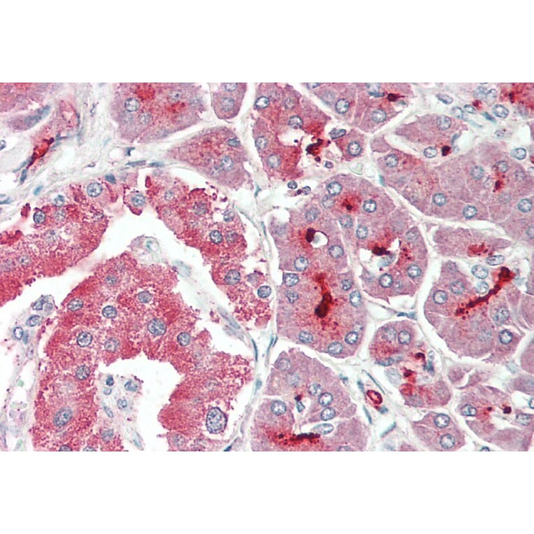 Immunohistochemistry - Anti-ASIC1 Antibody (A83063) - Antibodies.com
