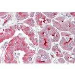 Immunohistochemistry - Anti-ASIC1 Antibody (A83063) - Antibodies.com