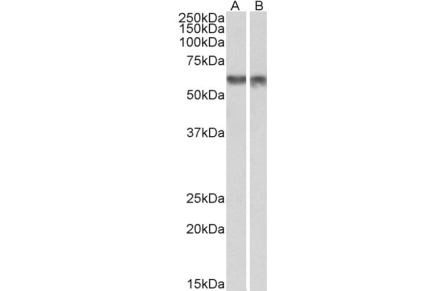 Western Blot - Anti-PDCD4 Antibody (A83067) - Antibodies.com