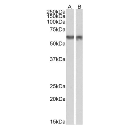 Western Blot - Anti-PDCD4 Antibody (A83067) - Antibodies.com