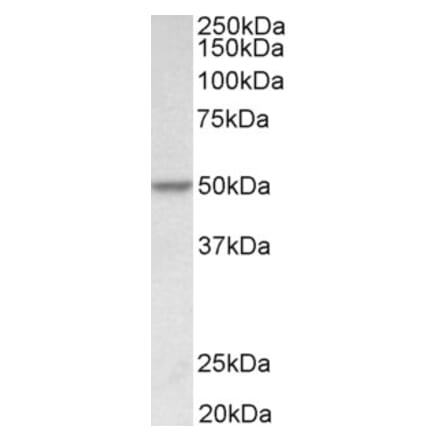 Western Blot - Anti-PDCD4 Antibody (A83068) - Antibodies.com